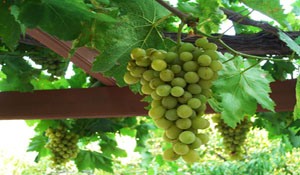 landscapes front of the sunrise apartments