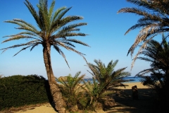 palms big